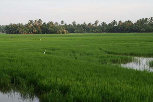 Kerala Paddy Fields near Greenpalm Homes