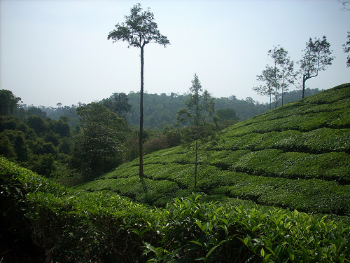 Wayanad Tea Plantations. Photo by @aztonyx